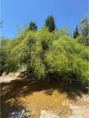 Vilë garsoniere në shitje në Rrashbull, Durrës, 429 m². Foto 3 nga 12