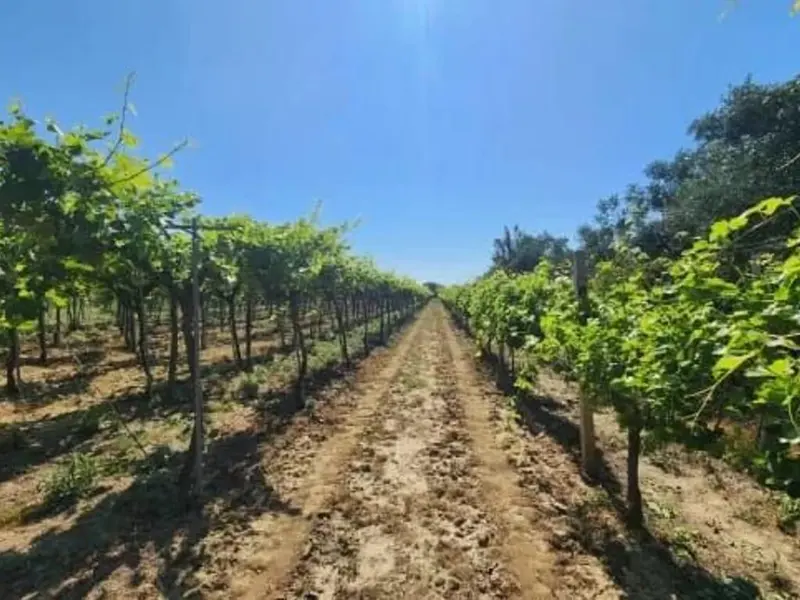 Tokë në shitje në Rubjeke, Durrës, 7 800 m²