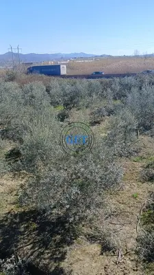 Land for sale in Maminas, Durrës, 3,150 m². Photo 4 of 6