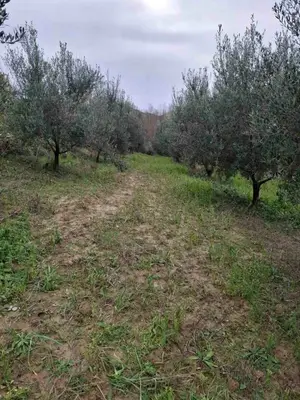 Land for sale in Divjakë, Divjakë, 3,000 m². Photo 4 of 11