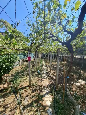 Shtëpi private në shitje në Maminas, Durrës, 500 m². Foto 4 nga 12