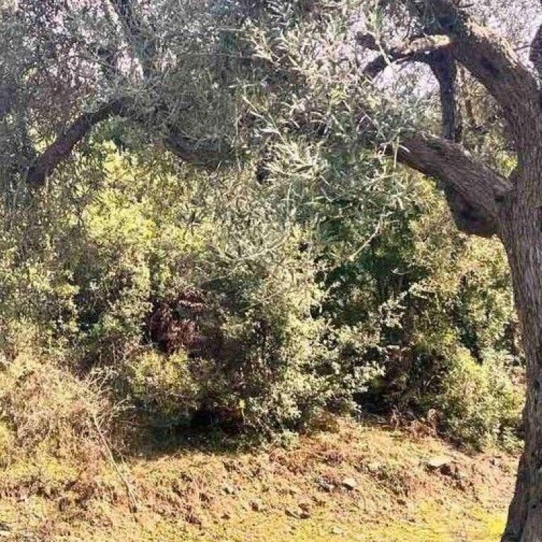 Tokë në shitje në Lukove, Sarandë, 1 000 m². Foto 2 nga 3