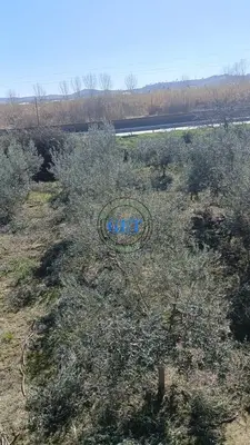 Land for sale in Maminas, Durrës, 3,150 m². Photo 3 of 6