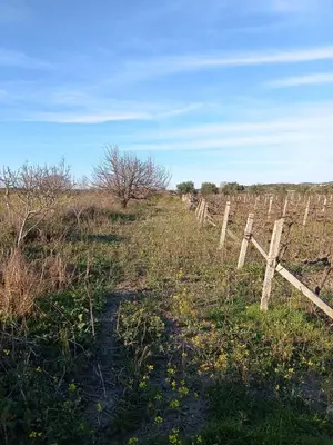 Tokë në shitje në Panaja, Vlorë, 1 000 m². Foto 6 nga 9