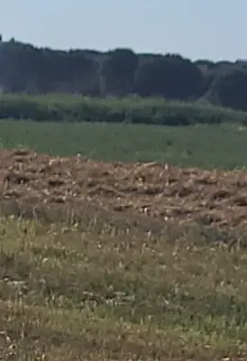Tokë në shitje në Gjiri i Lalzit, Durrës, 6 000 m². Foto 6 nga 7