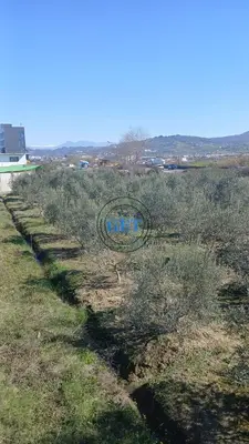 Land for sale in Maminas, Durrës, 3,150 m². Photo 5 of 6