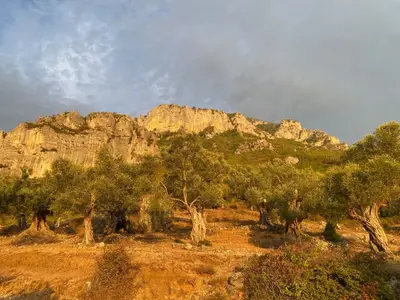 Shtëpi private në shitje në Ullinjtë e Tujanit Ancient Oliven Tree, Tiranë, 70 m². Foto 4 nga 7